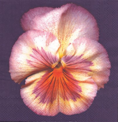 691malý